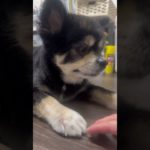 今日の文ちゃん #おうち時間 #ペットとの暮らし #ペット #ポメとチワワのミックス #今日のわんこ