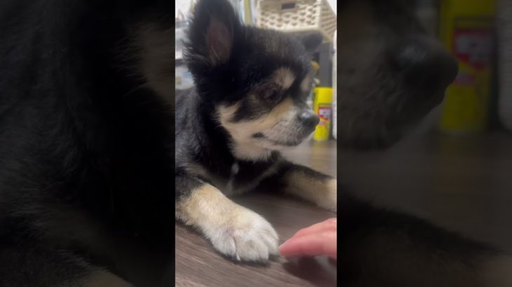 今日の文ちゃん #おうち時間 #ペットとの暮らし #ペット #ポメとチワワのミックス #今日のわんこ