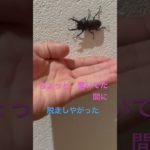 いたずら好の￼ ￼コクワガタ#コクワガタ#ペット#かわいい#クワガタ#応援#いたずら#悪さ #チャンネル登録お願いします
