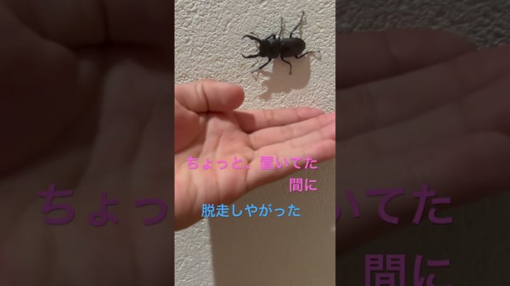 いたずら好の￼ ￼コクワガタ#コクワガタ#ペット#かわいい#クワガタ#応援#いたずら#悪さ #チャンネル登録お願いします