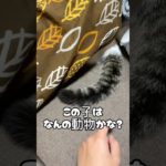 このお尻は何の動物かな？？#可愛い #癒し #動物 #ペット #お尻 #かわいい動物