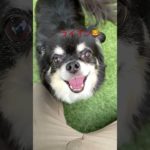 ワンコ🐶動画です！鳴き声が💦やばい😅！#いぬ #チワワ#ペット