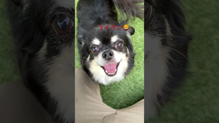 ワンコ🐶動画です！鳴き声が💦やばい😅！#いぬ #チワワ#ペット