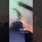 #ペット #ペットの暮らし #シマリス #シマリスのいる生活 #動物 #リス #リスのいる生活 #リスのある暮らし #ペットのいる暮らし