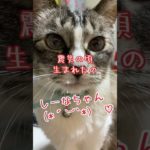 #ペットのいる暮らし#猫#家族