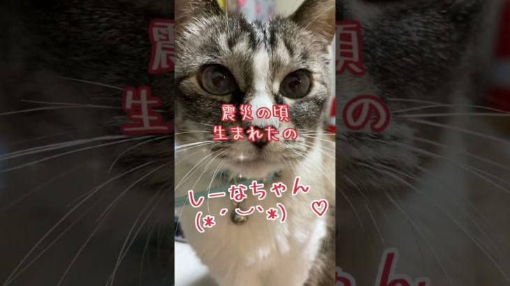 #ペットのいる暮らし#猫#家族