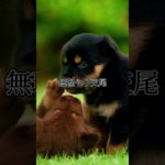 ペットショップの闇 #犬 #大型犬のいる生活 #ワンちゃん #雑学