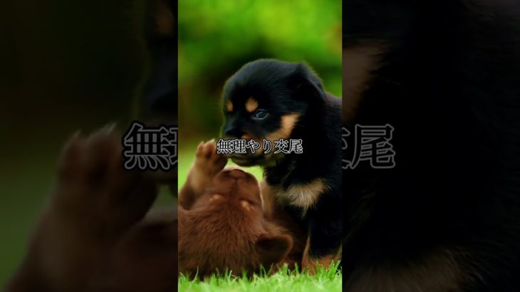 ペットショップの闇 #犬 #大型犬のいる生活 #ワンちゃん #雑学