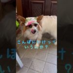 初めて帽子を被せられたパピヨン♪#ペット帽子#パピヨン帽子#パピヨン大爆笑