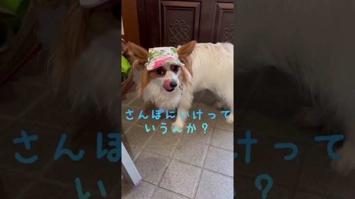 初めて帽子を被せられたパピヨン♪#ペット帽子#パピヨン帽子#パピヨン大爆笑