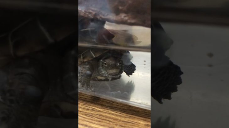 鼻ちょうちん、アーカイブより#アーカイブ#鼻ちょうちん#かめきち#かめ#亀吉#クサガメ#ペット#カメ#くさがめ#亀