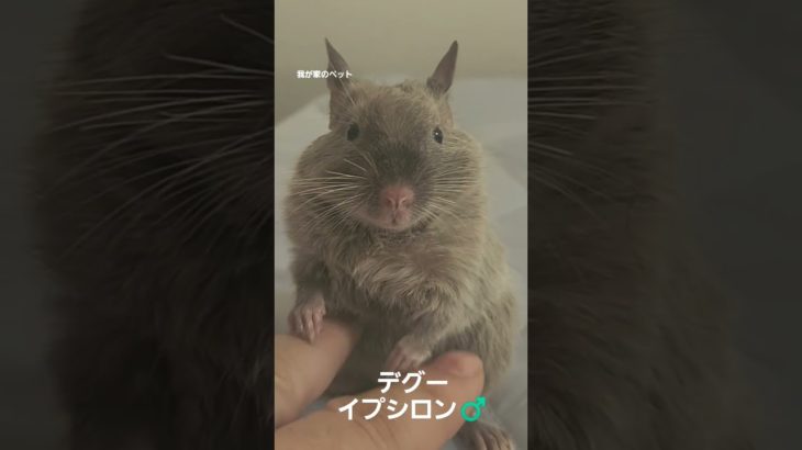 ペットとの戯れ中😂我が家のペットのデグー。名前はイプシロン♂️大人しくて可愛い奴(笑)