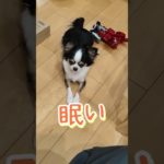 はじめまして渚（なぎさ）です。眠いです。#チワワ#ペット#犬#眠い