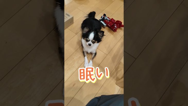 はじめまして渚（なぎさ）です。眠いです。#チワワ#ペット#犬#眠い