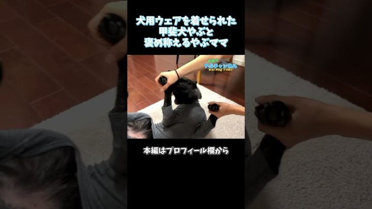 初めての服を着て、ママに褒められる甲斐犬やぶ👕#ペット #犬 #甲斐犬 #甲斐犬やぶ #いぬのいる生活