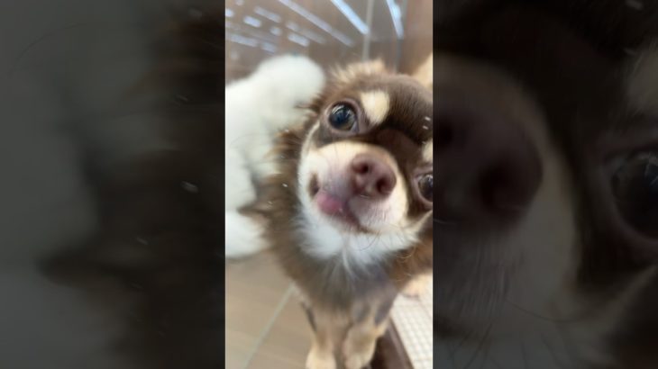 松江市いないペットコーナー　ロングコートチワワ