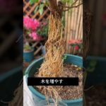 道具いらず！ペットボトルでできる簡単木の増やし方