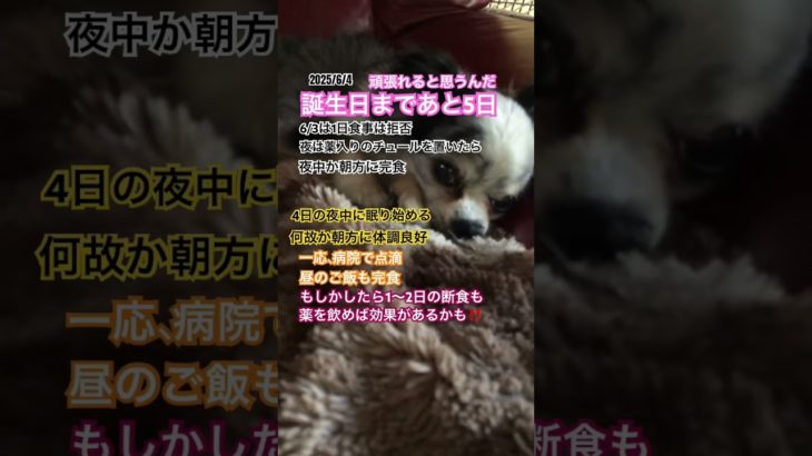 #動物の涙 #ペット #犬 #チワワ