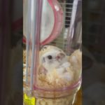 #ハムスター #はむはむ #ジャンガリアンハムスター #ペット
