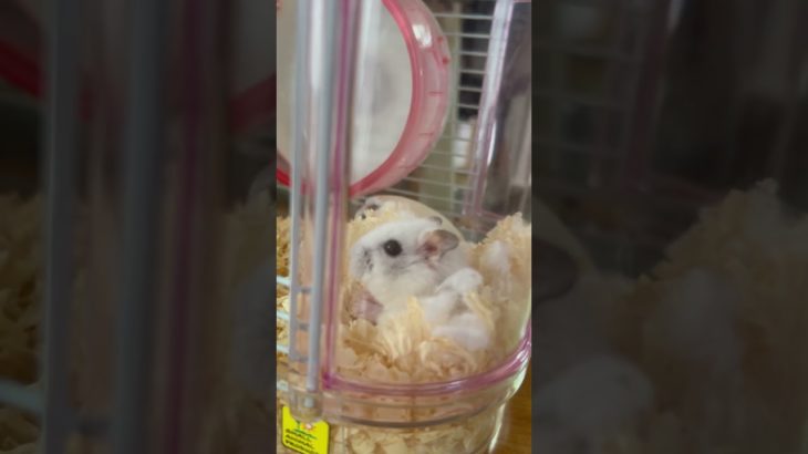 #ハムスター #はむはむ #ジャンガリアンハムスター #ペット