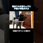 初めての服👔にもの凄く戸惑う甲斐犬やぶ😂#ペット #犬 #甲斐犬 #犬のいる生活 #甲斐犬やぶ