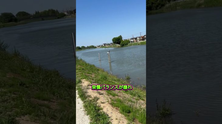 『食育』と『ダイエット』