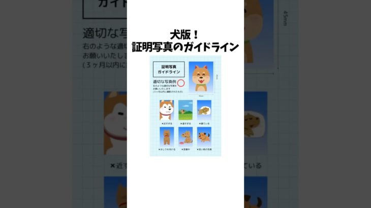 犬版、証明写真ガイドライン　#犬 #ペット #雑学