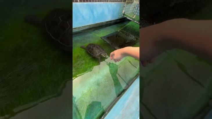 亀タッチ#ペット #癒し#爬虫類