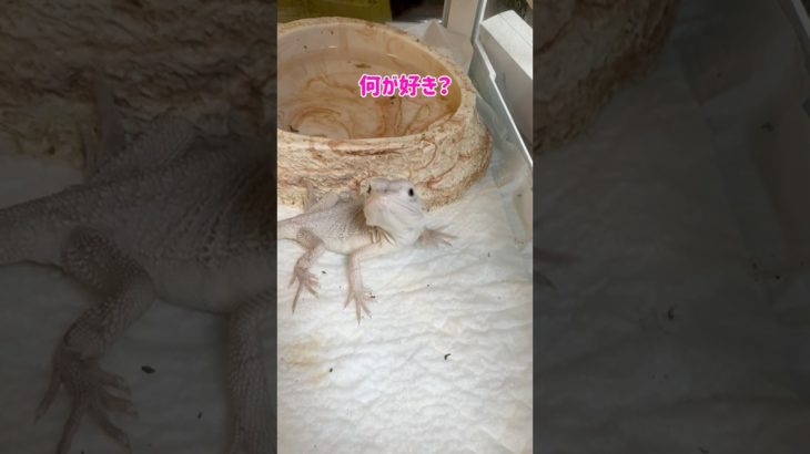 愛♡スクリ〜ム（爬虫類ver） #爬虫類 #ペット #ラブライブ #かわいい #癒し #おもしろ #食事