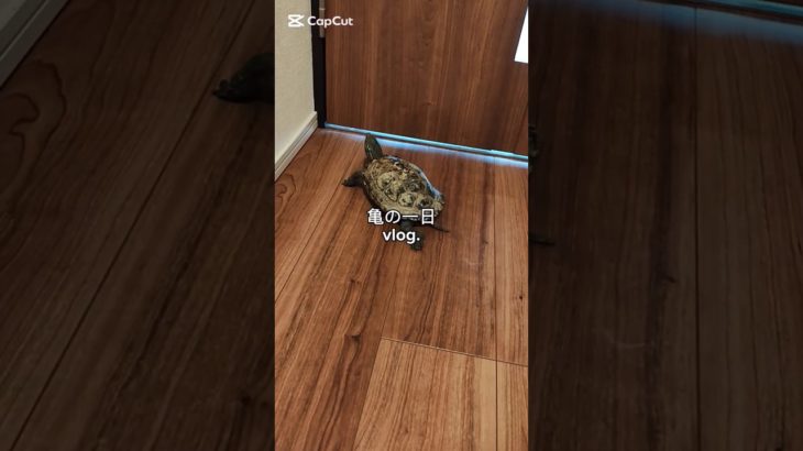 亀の１日vlog。　#亀　#ペット 　#ガミックス。