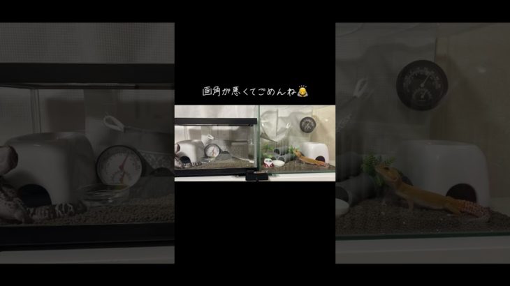 トカゲのvlog #ニシアフ#トカゲ #爬虫類 #ウーパールーパー #ペット #レオパ #tiktok #可愛い#pardgeckogec#africanfattailedgecko#axolotl