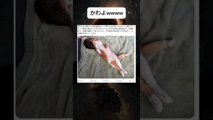 こんな事あるんだw #shorts #おもしろ #かわいい #猫 #ペット