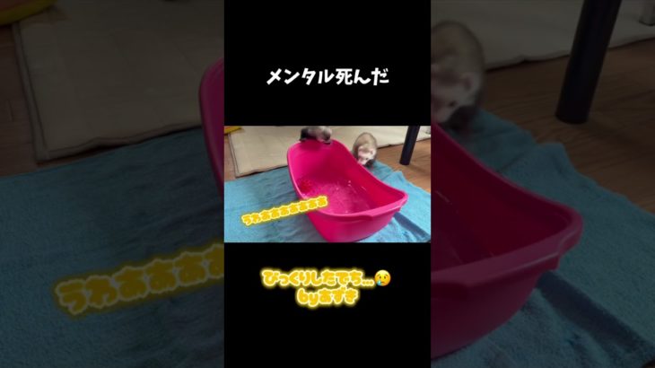 プールにちゃぽんでメンタル爆死ww #癒し  #ペット #可愛い #フェレット
