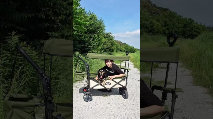 愛犬のペットカートがあまりにも良すぎたwww #shorts