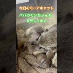 #youtubeshorts #可愛い #ミーアキャット #癒し #shorts動画 #ペット