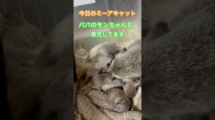 #youtubeshorts #可愛い #ミーアキャット #癒し #shorts動画 #ペット