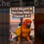 ₹100 only?! Chennai Pet Market prices are crazy! 🐦🐶 #petmarket #chennaipetmarket