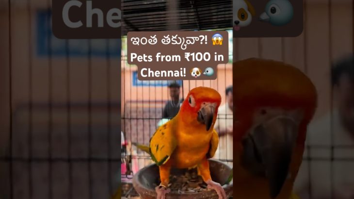 ₹100 only?! Chennai Pet Market prices are crazy! 🐦🐶 #petmarket #chennaipetmarket