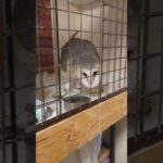 ふくろう日記1049