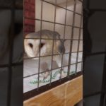 ふくろう日記1065