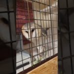 ふくろう日記1068