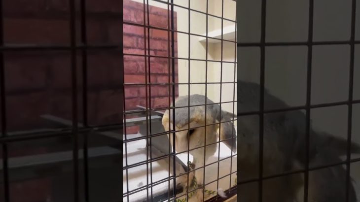 ふくろう日記1073