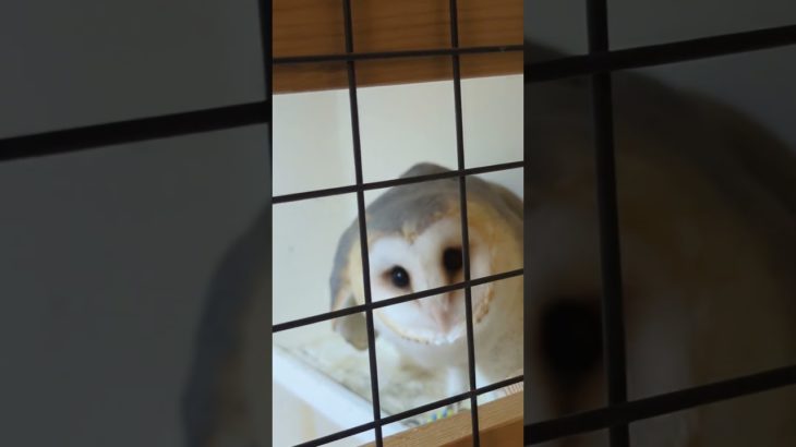 ふくろう日記1076