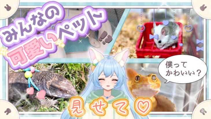 【1500人企画】みんなのペット自慢大会！！Twitterで募集した、「哺乳類」「爬虫類」「両生類」などのあなたのペットを見に行きます🐰✨
