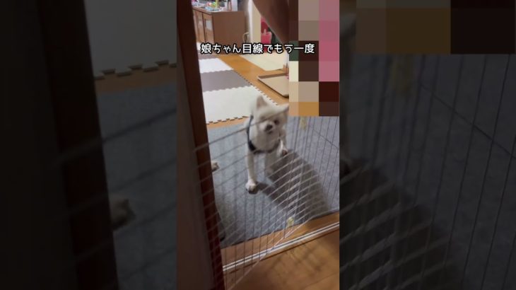 【ふくちゃん】久しぶりに帰ってくる娘ちゃんをお迎え/2025.7#ペット#ふくちゃん#犬#お迎え犬