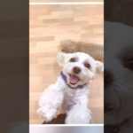 2025/07/02 ペットホテルの動画です🐶