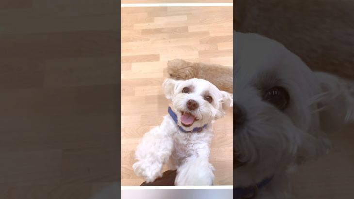 2025/07/02 ペットホテルの動画です🐶