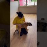 大きな甘えん坊ちゃんたち🤍🐾 #20250711おうちホテル#ペットホテル#ケージフリー#静岡県袋井市 #ワンコワークス#大型犬#小型犬#中型犬#犬のいる暮らし#イヌバーシティ