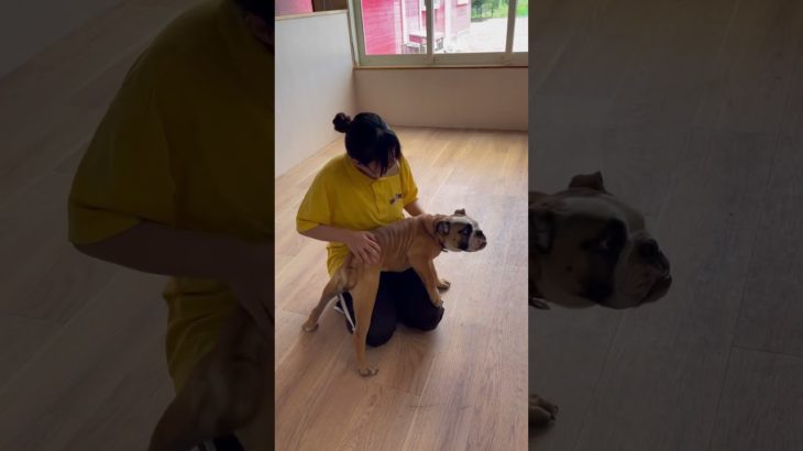 大きな甘えん坊ちゃんたち🤍🐾 #20250711おうちホテル#ペットホテル#ケージフリー#静岡県袋井市 #ワンコワークス#大型犬#小型犬#中型犬#犬のいる暮らし#イヌバーシティ