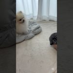 ディズニーのペットウェア(ミニー)を2kgのあずきが着てみたよ🐶